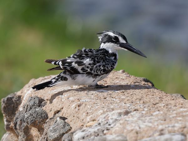 <h3><a href="/trips/tanzania/biota/animalia/chordata/aves/037 coraciiformes/003 alcedinidae/ceryle rudis/ceryle rudis-nl.html">Ceryle&nbsp;rudis</a> / Pied&nbsp;kingfisher / Bonte&nbsp;ijsvogel</h3>OM-1 Mark II met OLYMPUS M.150-400mm F4.5, 1/2000 sec  bij F4.5, ISO 250, afstand 9.24&nbsp;m